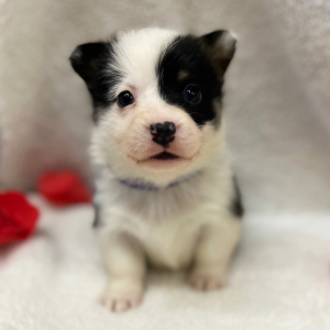 Pembroke Welsh Corgi Puppy Ava