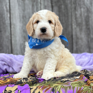 Goldendoodle Puppy Odie