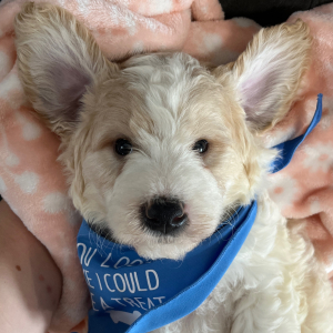 Goldendoodle Puppy Odie