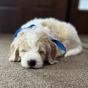 Goldendoodle Puppy Odie