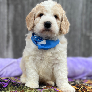 Goldendoodle Puppy Odie
