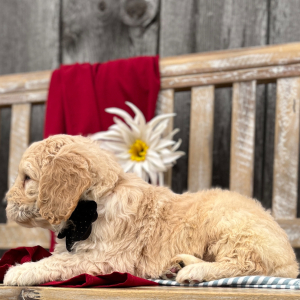 Goldendoodle Puppy Arlo