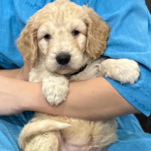 Goldendoodle Puppy Arlo