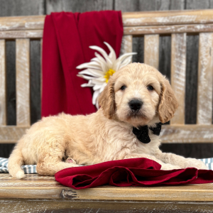 Goldendoodle Puppy Arlo