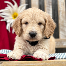 Goldendoodle Puppy Arlo