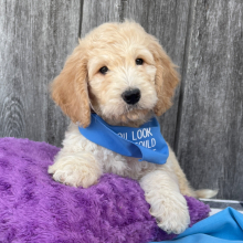 Goldendoodle Puppy Arlo