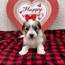 Havanese Puppy Iris