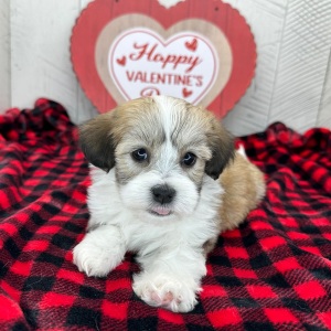 Havanese Puppy Iris
