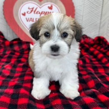 Havanese Puppy Iris