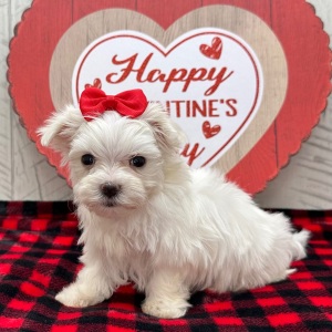 Maltese Puppy Juniper