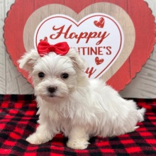 Maltese Puppy Juniper