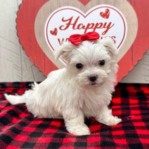 Maltese Puppy Juniper