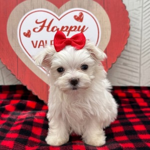 Maltese Puppy Juniper