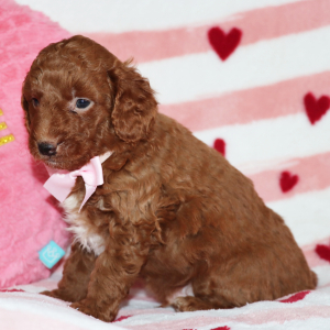 Goldendoodle Puppy Benson