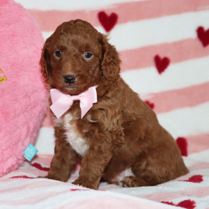 Goldendoodle Puppy Benson