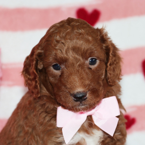 Goldendoodle Puppy Benson