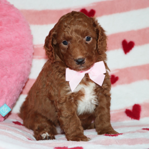 Goldendoodle Puppy Benson