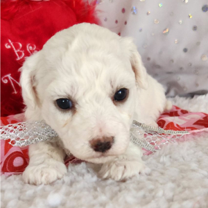 Bichon Frise Puppy Lloyd