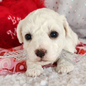 Bichon Frise Puppy Lloyd