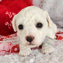 Bichon Frise Puppy Lloyd