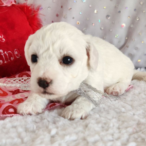 Bichon Frise Puppy Lloyd
