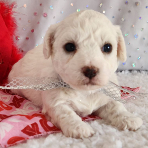 Bichon Frise Puppy Lloyd
