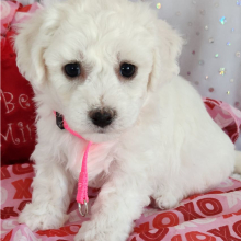 Bichon Frise Puppy Lloyd