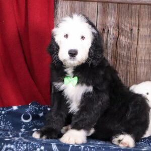 Sheepadoodle Puppy Lex