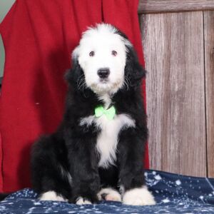 Sheepadoodle Puppy Lex