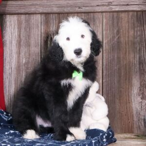 Sheepadoodle Puppy Lex