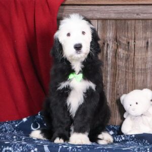 Sheepadoodle Puppy Lex