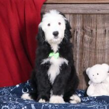 Sheepadoodle Puppy Lex