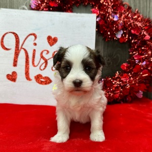 Havanese Puppy Farah