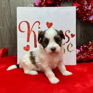 Havanese Puppy Farah