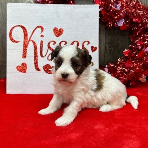 Havanese Puppy Farah