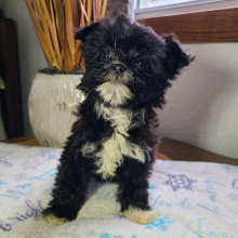 Morkie Puppy Macy