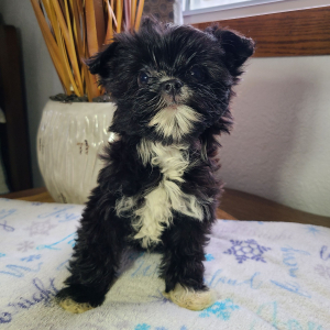 Morkie Puppy Macy