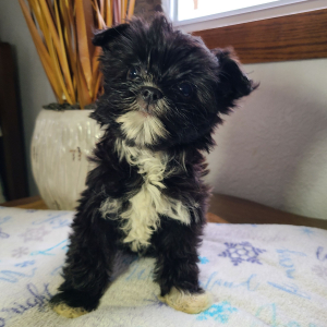 Morkie Puppy Macy