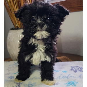 Morkie Puppy Macy