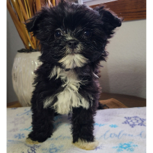 Morkie Puppy Macy