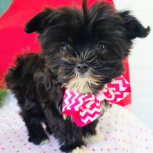 Morkie Puppy Macy