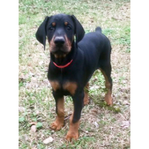 Doberman Pinscher Puppy Rosie
