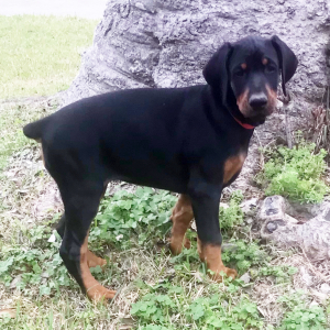 Doberman Pinscher Puppy Rosie