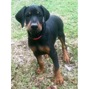 Doberman Pinscher Puppy Rosie