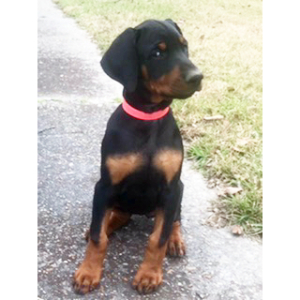 Doberman Pinscher Puppy Rosie