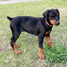 Doberman Pinscher Puppy Rosie