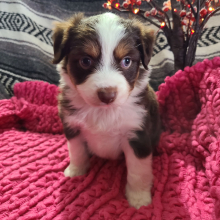 Australian Shepherd Puppy Lincoln