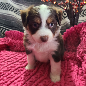 Australian Shepherd Puppy Lincoln
