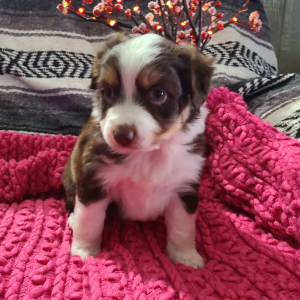 Australian Shepherd Puppy Lincoln