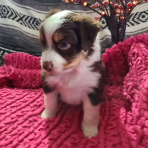 Australian Shepherd Puppy Lincoln